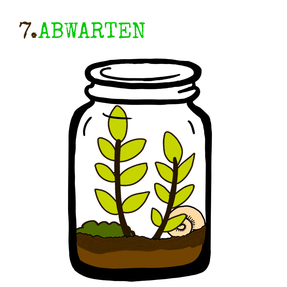 Flaschengarten anlegen Anleitung Welche Pflanzen? Anleitung